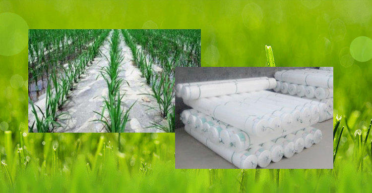 農(nóng)膜，地膜，農(nóng)用薄膜，大棚膜